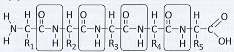 Hãy đóng khung xung quanh các nguyên tử của từng liên kết peptide. (ảnh 2)
