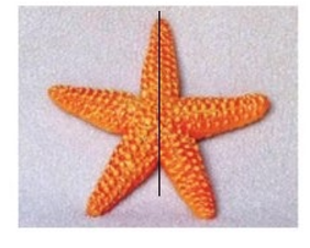 Cho hai hình sau, chọn câu đúng:  A. Hình con sao biển có trục đối xứng (ảnh 2)
