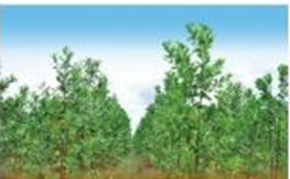 Hình ảnh nào thể hiện cây rừng mới được trồng được khoảng 1 năm (ảnh 2)