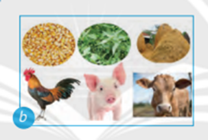 Hình ảnh nào sau đây thể hiện vai trò cung cấp thức ăn cho chăn nuôi? (ảnh 2)