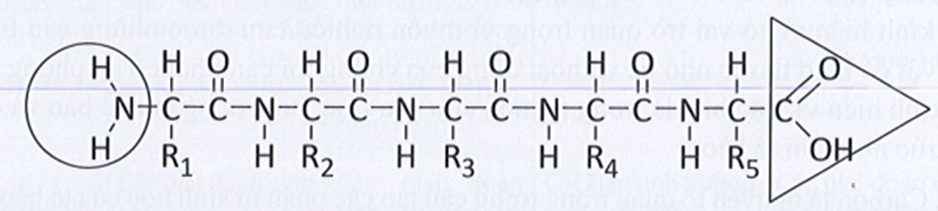 Hãy đánh dấu đầu có nhóm amino tự do bằng hình tròn và đầu (ảnh 2)