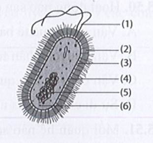 Cho ví dụ về nhóm sinh vật có cấu tạo tế bào này. (ảnh 1)