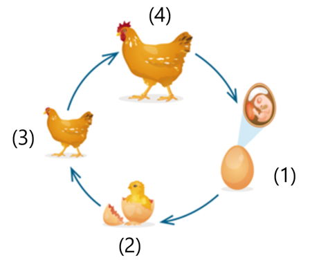 Quan sát từ thực tiễn hoặc tìm hiểu trên mạng internet, hãy vẽ vòng đời của một con gà mái. (ảnh 1)