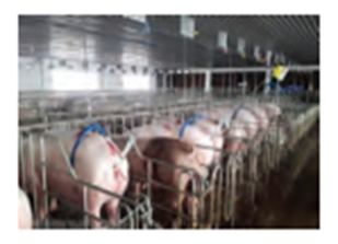 Hình ảnh nào thể hiện biện pháp chăn nuôi hiện đại chăn nuôi công nghiệp? (ảnh 3)