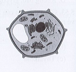 Quan sát hình bên và cho biết: Tế bào này là tế bào động vật hay tế bào (ảnh 1)