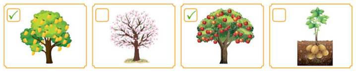 Em hãy đánh đấu  vào ô trống dưới hình ảnh cây thuộc loài cây ăn quả dưới đây: (ảnh 2)