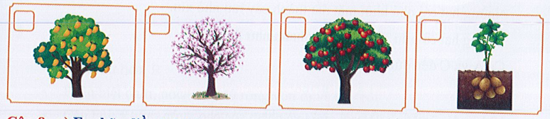 Em hãy đánh đấu  vào ô trống dưới hình ảnh cây thuộc loài cây ăn quả dưới đây: (ảnh 1)
