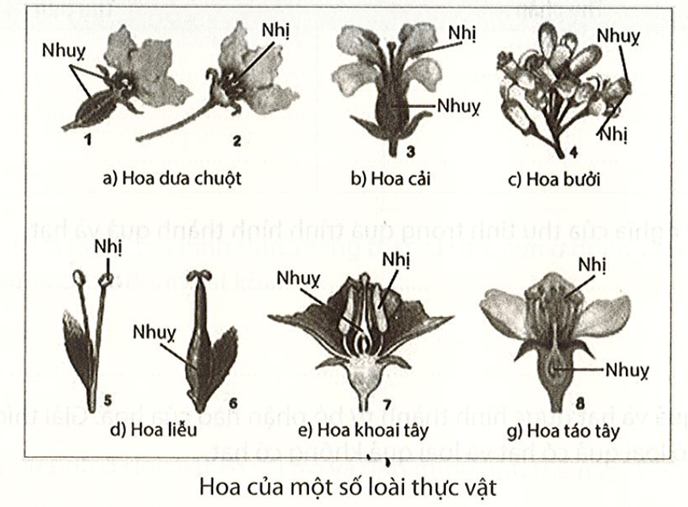 Phân loại hoa đơn tính và hoa lưỡng tính trong hình dưới đây. (ảnh 1)