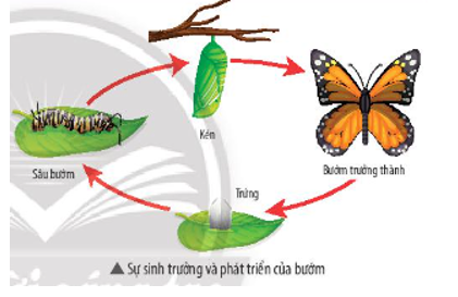Quá trình sống của loài bướm trong hình bên trải qua nhiều giai đoạn: giai đoạn trứng (ảnh 1)