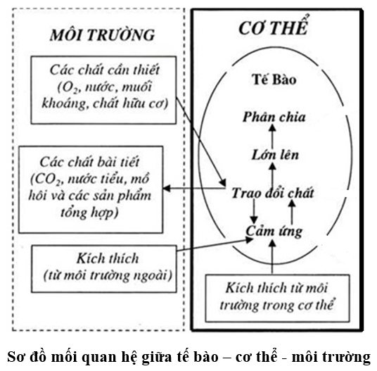 Vẽ sơ đồ về mối quan hệ giữa tế bào/ cơ thể - môi trường đối với cơ thể đơn bào.  (ảnh 1)