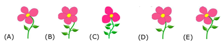 Đố Vui: Một con bọ rùa muốn đậu lên một bông hoa có 5 cánh và 3 chiếc lá. Nó sẽ đậu lên bông hoa nào? (ảnh 1)
