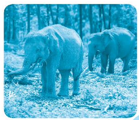 Từ năm 1 990 đến năm 2 020, số voi hoang dã ở Việt Nam giảm đi khoảng  (ảnh 1)