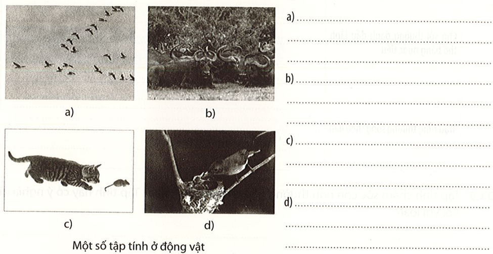 Đặt tên tập tính của các động vật thể hiện trong hình dưới. (ảnh 1)