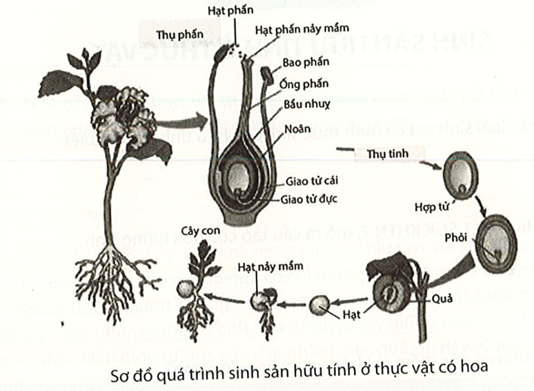 Quan sát hình dưới Mô tả các giai đoạn trong sinh sản hữu tính ở thực vật. (ảnh 1)