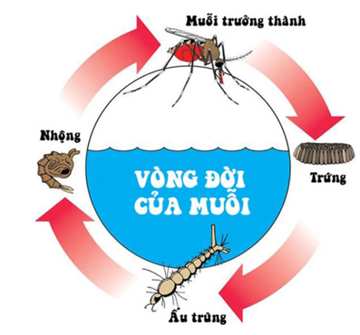 Em hãy tìm hiểu thêm về vòng đời của một số loài thực vật và động vật ở địa phương (ảnh 1)