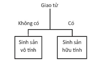 Vẽ và hoàn thành sơ đồ sau để phân biệt sinh sản vô tính và sinh sản hữu tính. (ảnh 2)