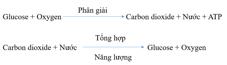 Sử dụng các từ: Glucose, Carbon dioxide, ATP, nước, oxygen thay cho các dấu (ảnh 2)
