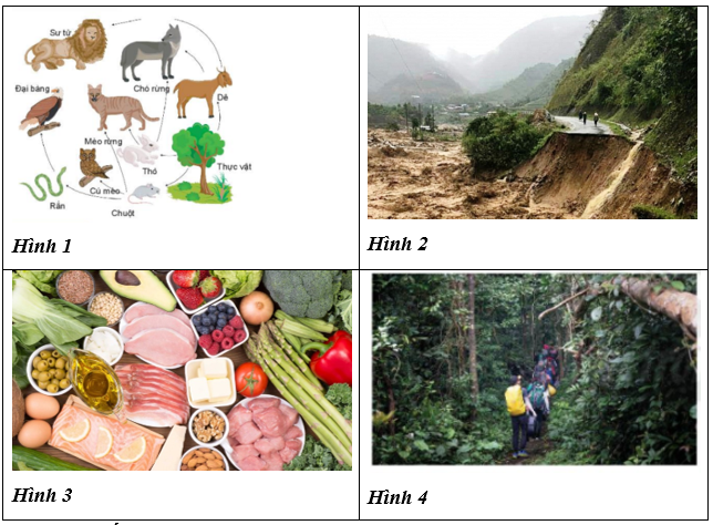 Hãy lập dàn ý chi tiết cho báo cáo thuyết trình về vai trò của đa dạng sinh học đã học trong (ảnh 1)