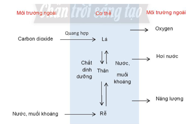 Quan sát Hình 39.2, hãy nêu mối quan hệ giữa tế bào – cơ thể – môi trường thông qua  (ảnh 2)