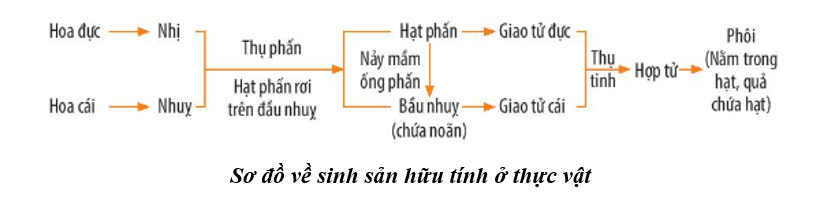 Vẽ và hoàn thành sơ đồ về sinh sản hữu tính ở thực vật. (ảnh 1)