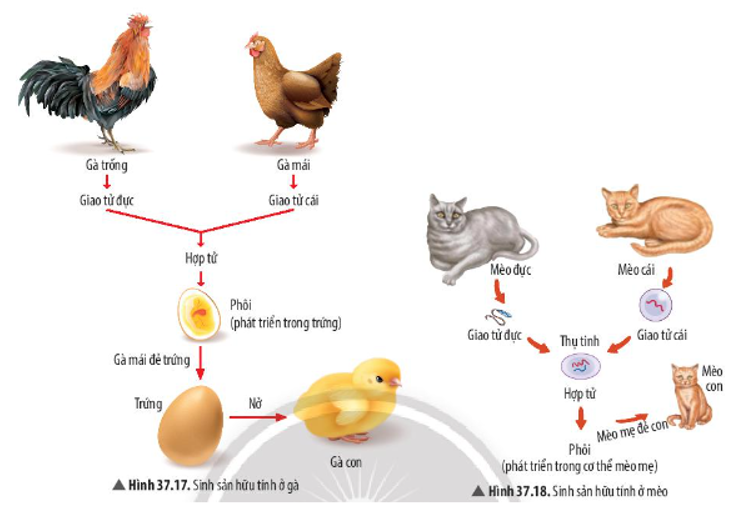 Quan sát Hình 37.17 và 37.18, vẽ sơ đồ chung về sinh sản hữu tính ở động vật. (ảnh 1)