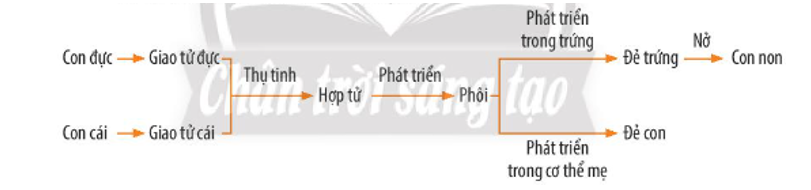 Nêu một số hình thức sinh sản hữu tính ở động vật. Vẽ sơ đồ phân biệt các hình thức sinh sản đó. (ảnh 1)