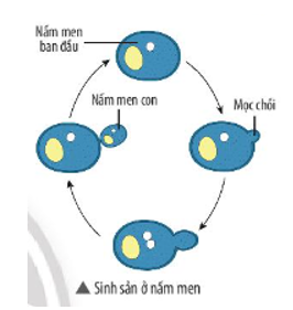Quan sát hình bên:   a) Nêu hình thức sinh sản ở nấm men. (ảnh 1)