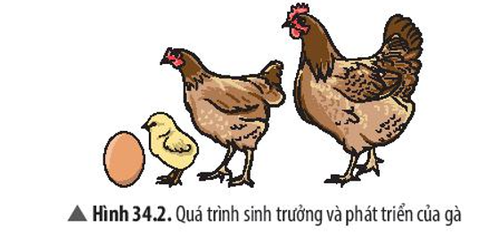 Quan sát Hình 34.2 và cho biết dấu hiệu sự sinh trưởng, sự phát triển của gà.  (ảnh 1)