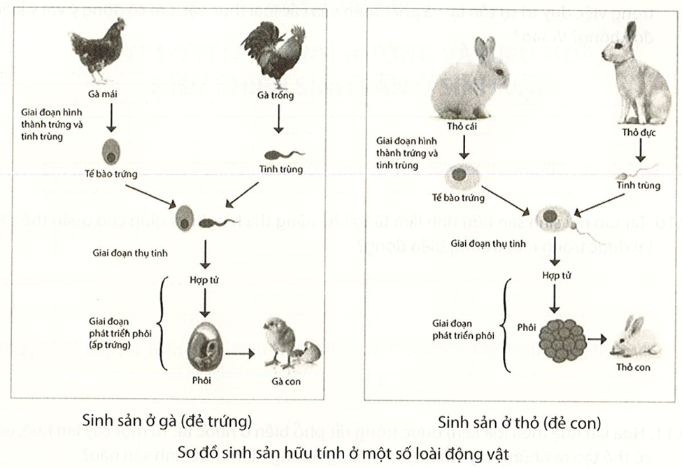Quan sát hình dưới, mô tả khái quát các giai đoạn sinh sản hữu tính ở gà và thỏ. (ảnh 1)