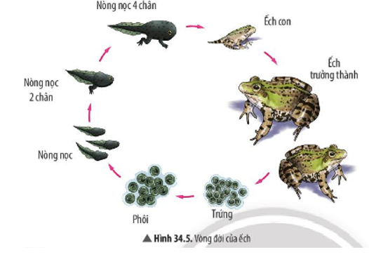 Quan sát Hình 34.5 và cho biết hình thái của ếch qua các giai đoạn có điểm gì đặc biệt? (ảnh 1)
