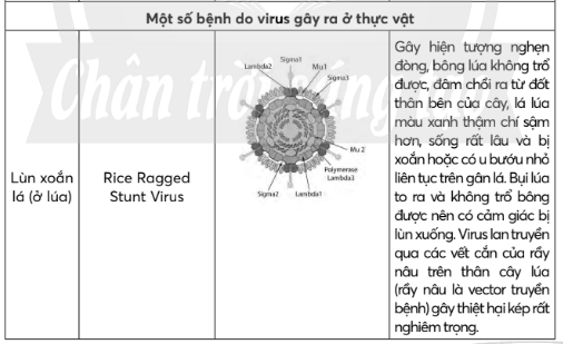 Hãy liệt kê một số bệnh do virus gây ra ở thực vật, động vật và người (ảnh 5)