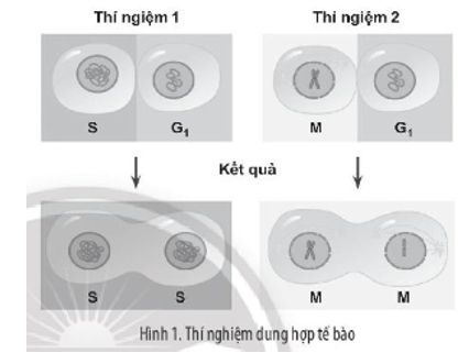 Sự kiểm soát chu kì tế bào bằng hệ thống phân tử trong tế bào chất đã được chứng minh (ảnh 1)