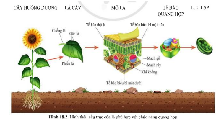 Quan sát hình 18.2 (SGK), cho thấy:  Lá cây gồm các bộ phận:…………………………… (ảnh 1)