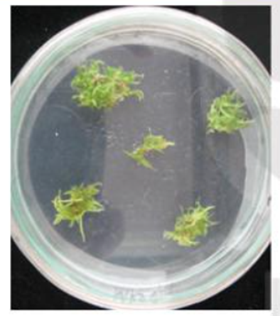 Những cây con nhỏ xíu trong đĩa Petri ở hình bên được tái sinh từ  (ảnh 1)
