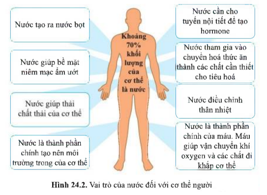 Từ hình 24.2 (SGK), vai trò của nước đối với cơ thể người: ………………………………………………………… (ảnh 1)