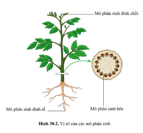 Vị trí các mô phân sinh của cây trong hình 30.2: (ảnh 1)