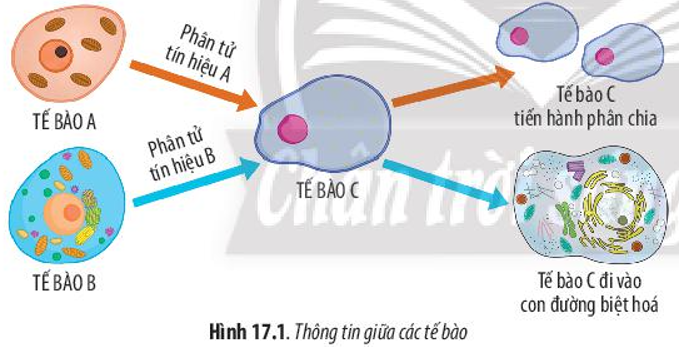 Quan sát Hình 17.1, hãy cho biết thông tin được truyền từ tế bào này đến tế bào khác bằng cách nào?   (ảnh 1)