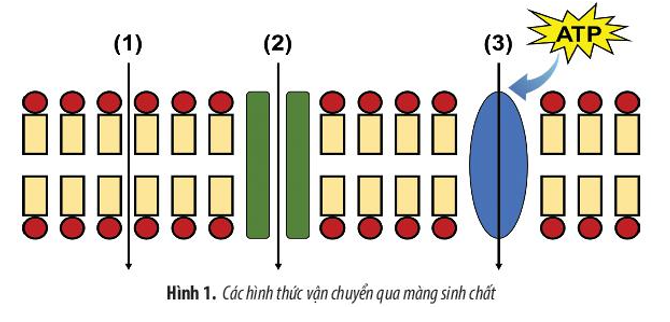 Hình 1 mô tả quá trình vận chuyển các chất qua màng sinh chất. Hãy cho biết (1), (2), (ảnh 1)