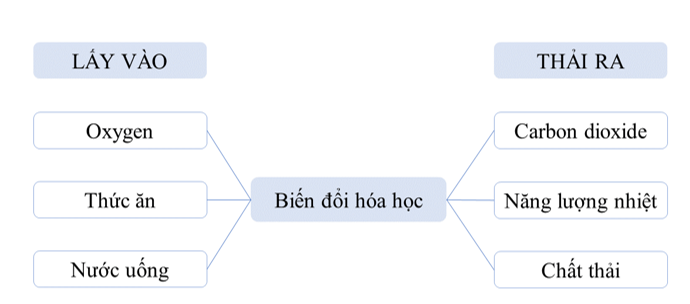 Từ hình 17.2 (SGK), các chất cơ thể lấy vào và thải ra trong quá trình trao đổi chất là: (ảnh 2)