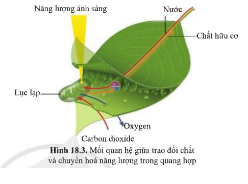 Từ hình 18.3 (SGK) cho thấy mối quan hệ giữa quá trình trao đổi chất và chuyển hóa (ảnh 1)