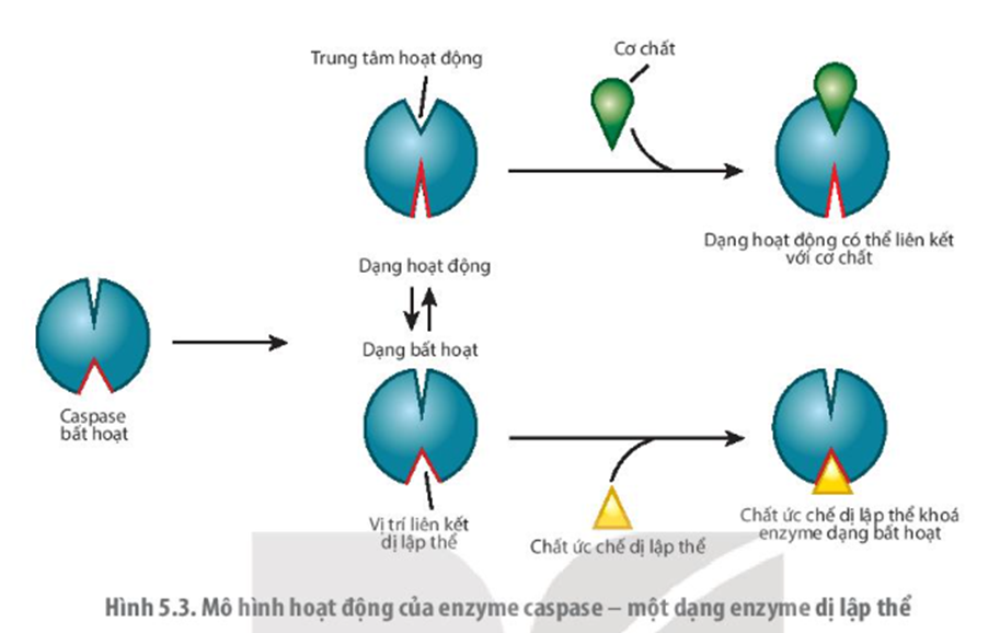 Quan sát hình 5.3, mô tả cấu trúc hoạt động của enzyme dị lập thể. (ảnh 1)