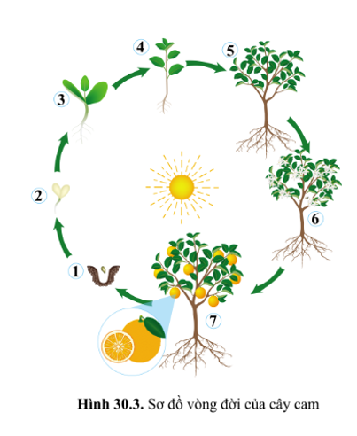 Các giai đoạn sinh trưởng và phát triển tương ứng từ (1) đến (7) của cây cam (ảnh 1)