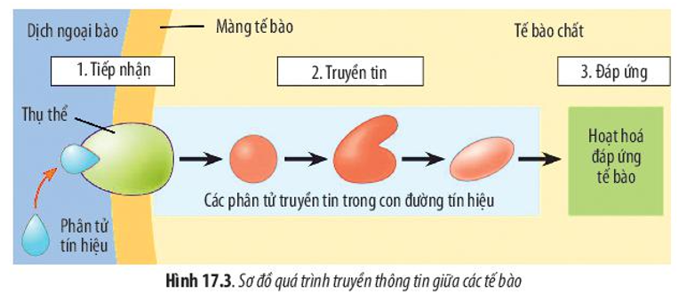 Dựa vào Hình 17.3, hãy mô tả quá trình hormone insulin tác động đến tế bào gan.    (ảnh 1)