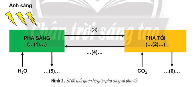 Bổ sung thông tin vào Hình 2 để hoàn thành sơ đồ về mối quan hệ giữa pha sáng và pha tối của quá trình quang hợp.   (ảnh 1)