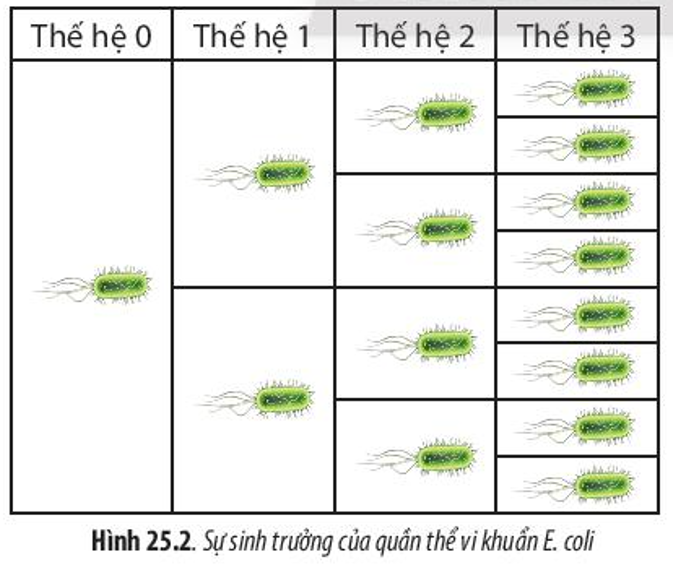 Dựa vào Hình 25.2, hãy nhận xét số lượng tế bào vi khuẩn E. coli sau mỗi lần phân chia. (ảnh 1)