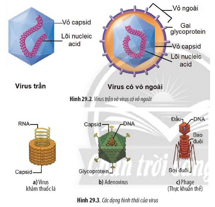 Dựa vào Hình 29.2 và 29.3, hãy: Nêu cấu tạo của virus. (ảnh 1)