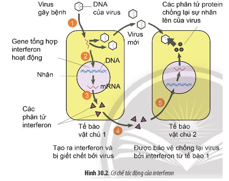 Dựa vào Hình 30.2, hãy giải thích cơ chế tác động của interferon trong việc chống lại virus. (ảnh 1)