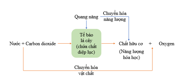 Sơ đồ thể hiện mối quan hệ giữa trao đổi chất và chuyển hóa năng lượng ở lá cây: (ảnh 1)