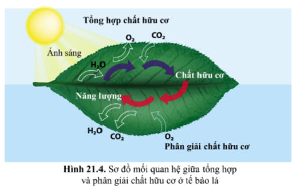 Từ hình 21.4 (SGK) cho thấy mối quan hệ giữa tổng hợp và phân giải chất hữu cơ ở tế bào lá cây: (ảnh 1)