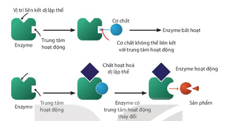 Giải thích cơ chế hoạt động của enzyme dị lập thể trong hình sau: (ảnh 1)